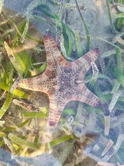 Goniodiscaster scaber