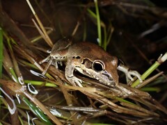 Litoria latopalmata