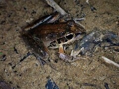 Litoria latopalmata