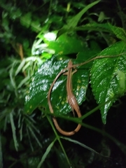 Takydromus sexlineatus