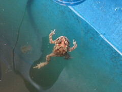 Duttaphrynus melanostictus