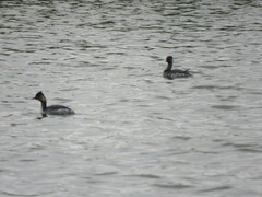 Podiceps nigricollis
