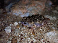 Uperoleia rugosa