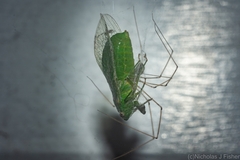 Chlorocysta vitripennis