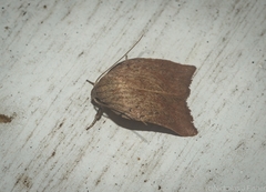 Tortricopsis pyroptis