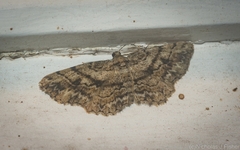 Boarmia curtaria