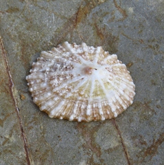 Scutellastra peronii