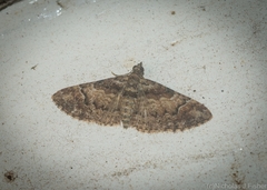 Mnesiloba eupitheciata