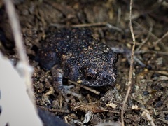 Uperoleia rugosa