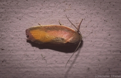 Ptyoptila matutinella