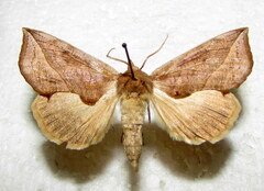 Calyptra thalictri
