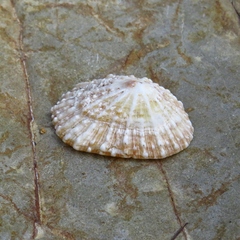 Scutellastra peronii