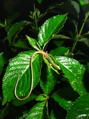 Takydromus sexlineatus