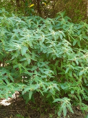 Urtica ferox