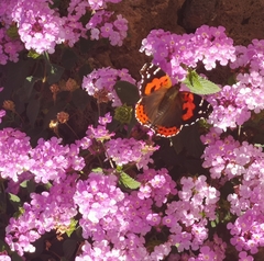 Vanessa vulcania