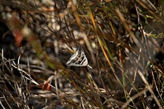 Dichromodes consignata