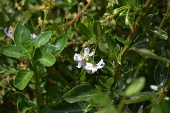 Solanum africanum