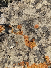 Xanthorioideae