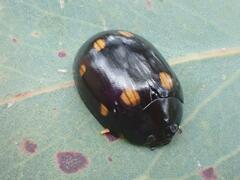 Paropsisterna octosignata