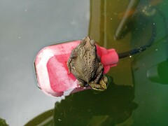 Duttaphrynus melanostictus