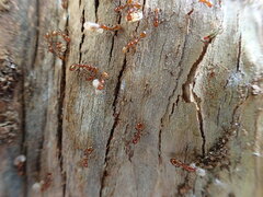 Chelaner antarcticus