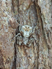 Stephanopis altifrons