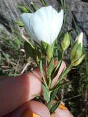 Linum monogynum