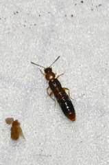 Leptusa ruficollis