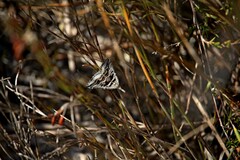 Dichromodes consignata