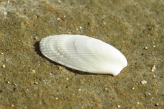 Limatula strangei