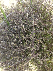 Corokia cotoneaster