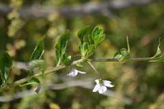 Solanum africanum
