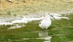 Calidris ferruginea