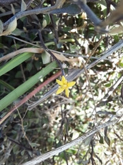 Corokia cotoneaster