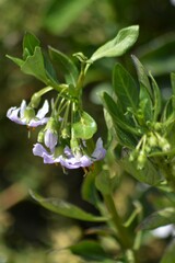 Solanum africanum