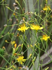 Sonchus leptocephalus