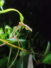 Takydromus sexlineatus