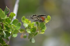 Searsia laevigata