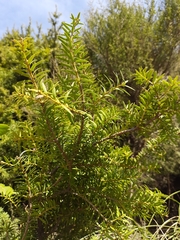 Podocarpus totara