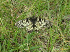 Zerynthia polyxena