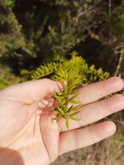 Podocarpus totara