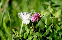Parnassius mnemosyne