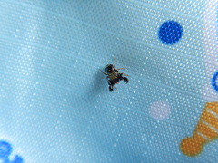 Harmochirus insulanus