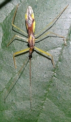Epidaus sexspinus