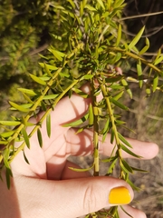 Podocarpus totara