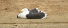 Larus dominicanus vetula