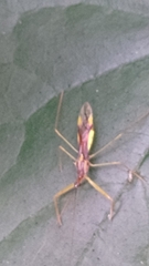 Epidaus sexspinus
