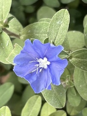 Evolvulus glomeratus