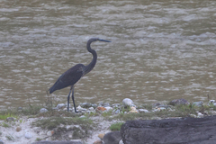 Ardea insignis