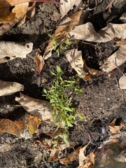 Bidens discoidea